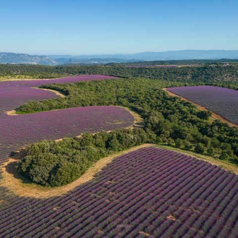 The legendary lavender fields of the Plateau de Valensole by SpiritProd33!