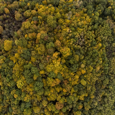 Aerial photo of a Forest in autumn, Gironde, France