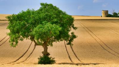 Photo of a tree alone in a wheat field, France