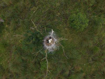 Aerial view by drone of a Stork's nest in the Loire estuary, France